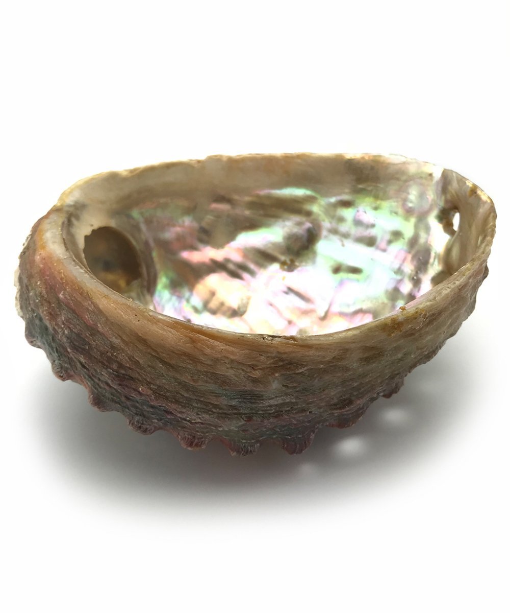 Abalone Shell for Smudging - The Deva Shop