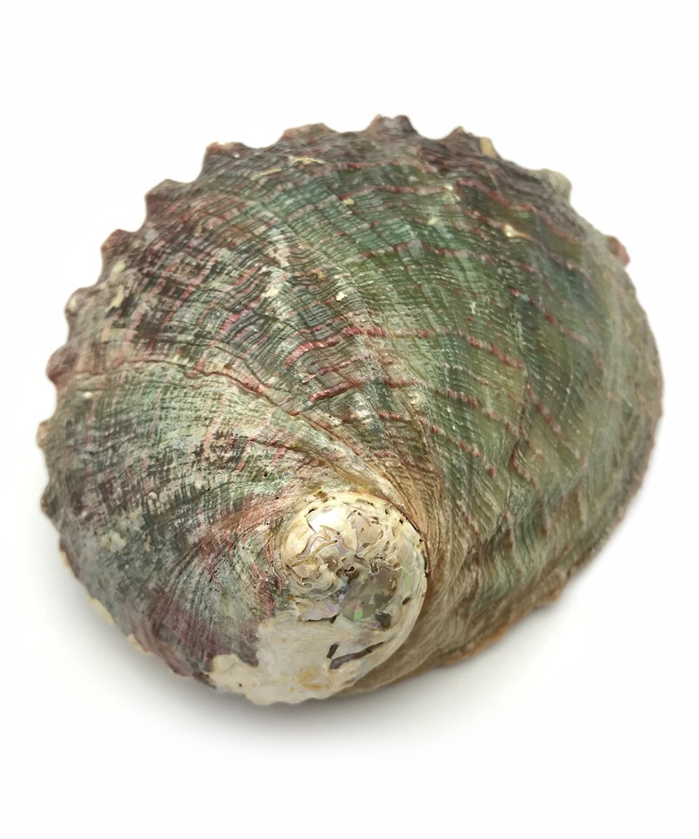 Abalone Shell for Smudging - The Deva Shop