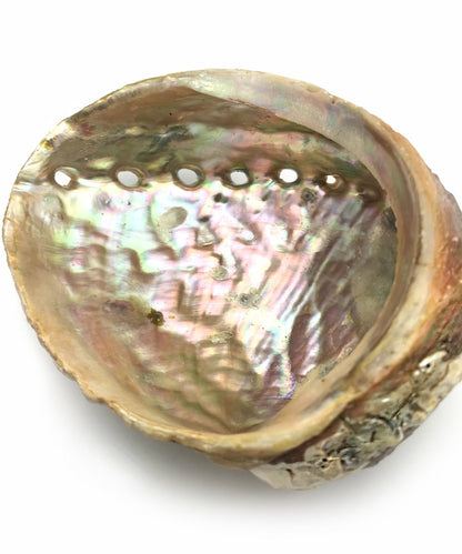 Abalone Shell for Smudging - The Deva Shop